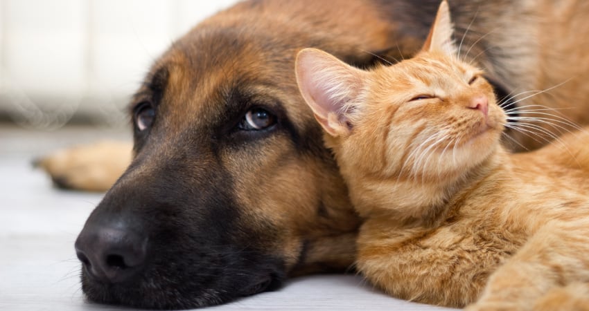 Pets in an apartment